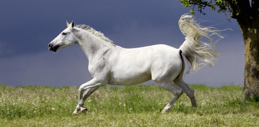 Das Butterfly Reitgefühl erleben!